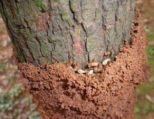 园林树木的白蚁预防