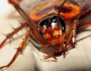 蟑螂有哪些危害？