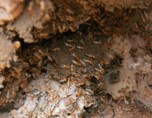 为什么目前白蚁危害越来越严重?
