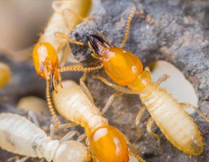 白蚁适于生存在何种环境内？
